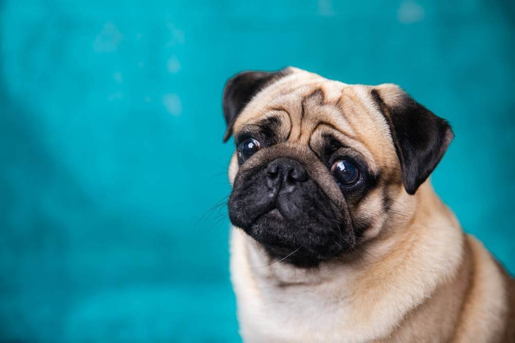 dog-photography