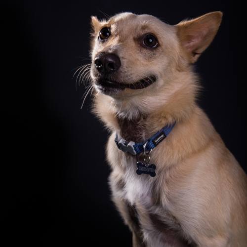 dog-photography