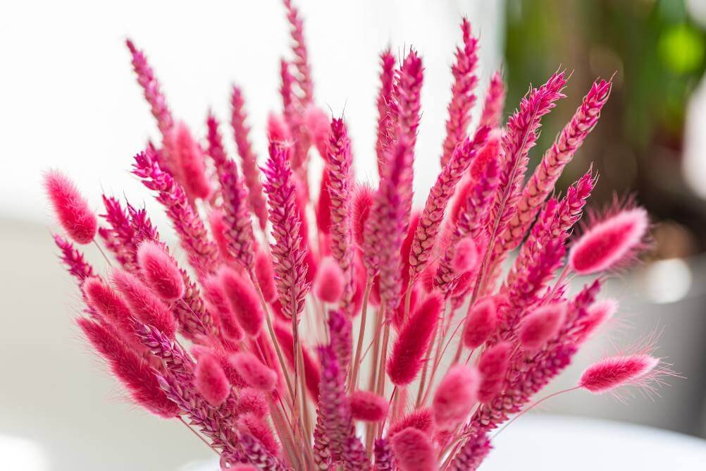 floral-photography-dubai